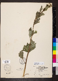 Arnoglossum atriplicifolium image