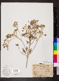 Arnoglossum atriplicifolium image