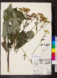 Arnoglossum atriplicifolium image