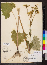 Arnoglossum atriplicifolium image