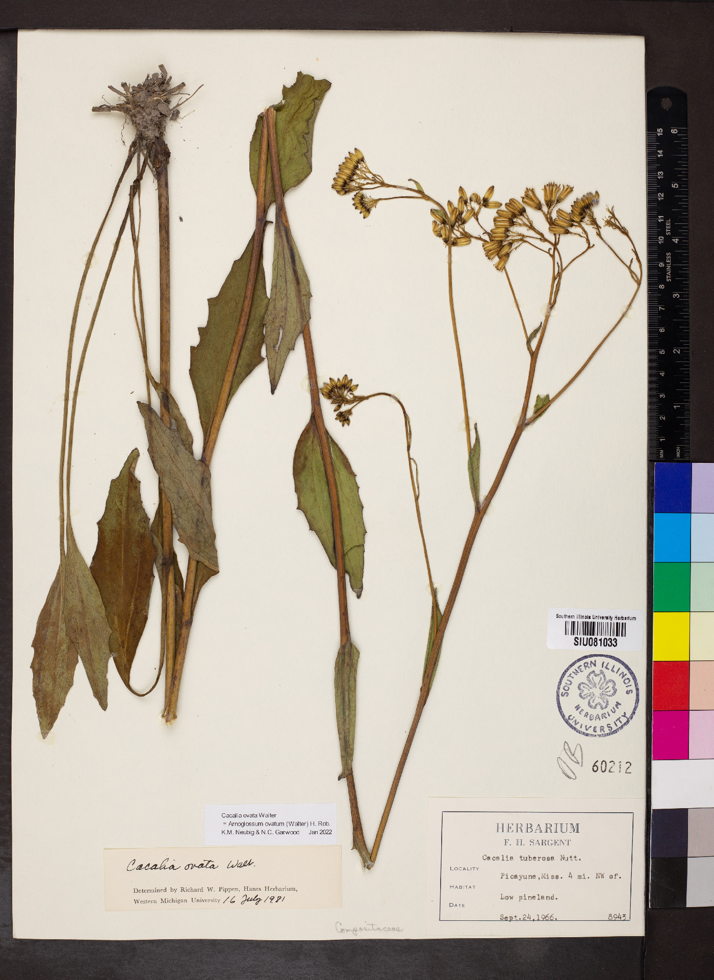 Arnoglossum ovatum image