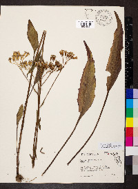 Arnoglossum ovatum image