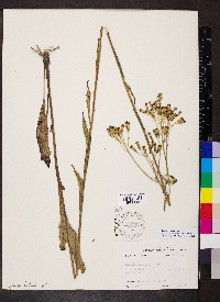 Arnoglossum ovatum image