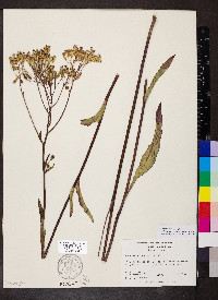 Arnoglossum ovatum image