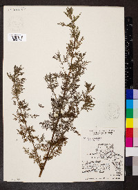 Artemisia annua image