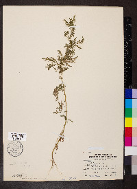 Artemisia annua image