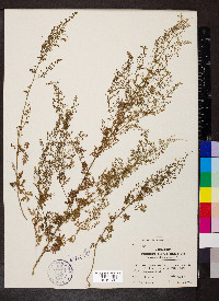 Artemisia annua image