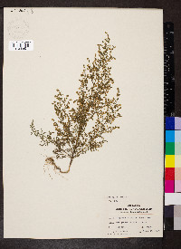 Artemisia annua image