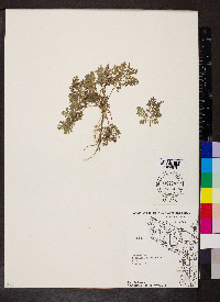 Artemisia biennis image