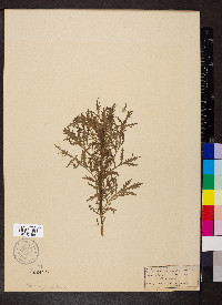 Artemisia biennis image