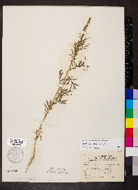 Artemisia biennis image