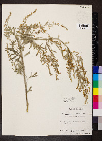 Artemisia absinthium image