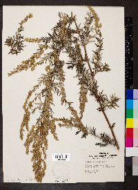 Artemisia absinthium image