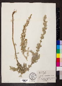 Artemisia absinthium image