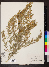 Artemisia absinthium image