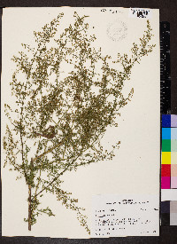 Artemisia annua image