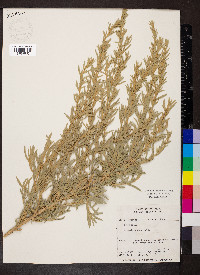 Artemisia cana image