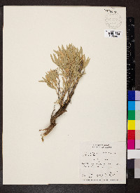 Artemisia cana image