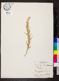 Artemisia cana image