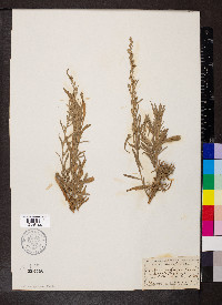 Artemisia cana image