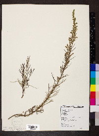 Artemisia campestris image