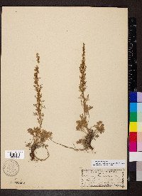 Artemisia campestris subsp. canadensis image