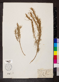 Artemisia filifolia image