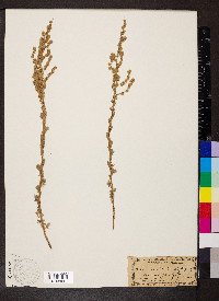 Artemisia frigida image