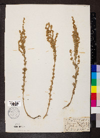 Artemisia frigida image