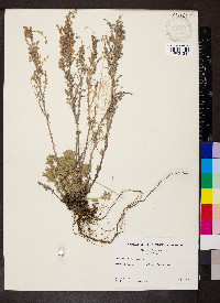 Artemisia frigida image