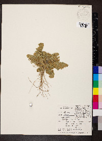 Artemisia frigida image