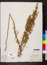 Artemisia dracunculus image