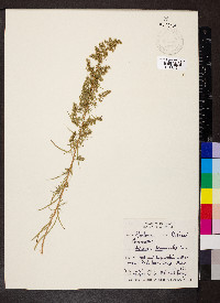 Artemisia dracunculus image