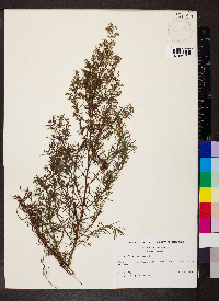 Artemisia dracunculus image