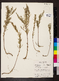 Artemisia dracunculus image