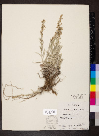 Artemisia longifolia image