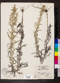 Artemisia ludoviciana subsp. ludoviciana image