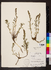 Artemisia michauxiana image