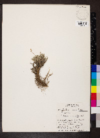 Artemisia pedatifida image