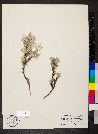 Artemisia rigida image