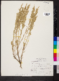 Artemisia tridentata subsp. vaseyana image