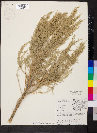 Artemisia tridentata var. tridentata image