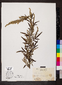 Artemisia vulgaris image