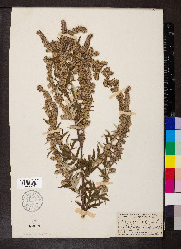 Artemisia vulgaris image