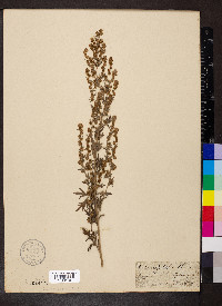 Artemisia absinthium image