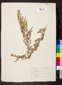 Artemisia absinthium image