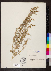 Artemisia absinthium image