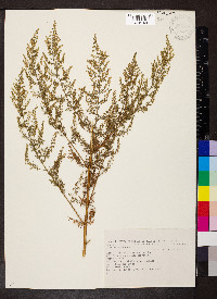 Artemisia annua image