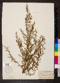 Artemisia dracunculus image