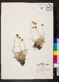 Artemisia glacialis image